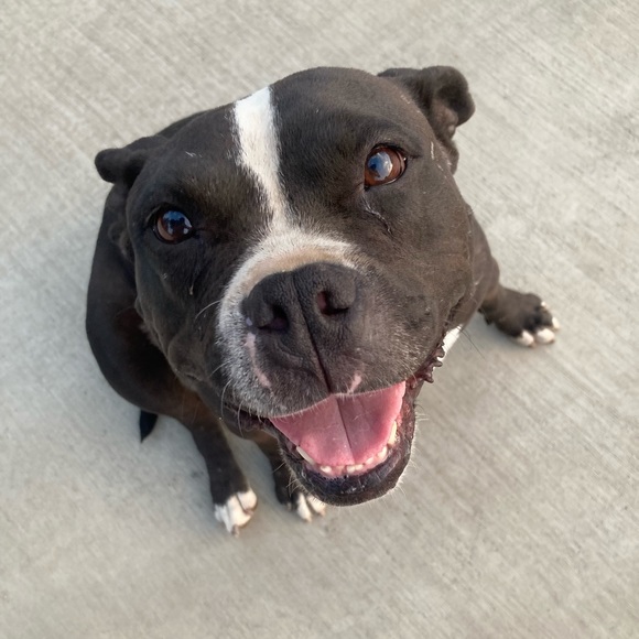 🚨PET ALERT🚨 - Picture 3 of 8